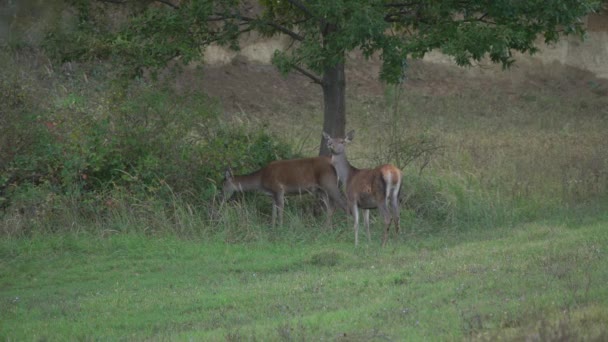 Červený Jelen Cervus Elaphus Jelen Řvoucí Během Maďarsko — Stock video