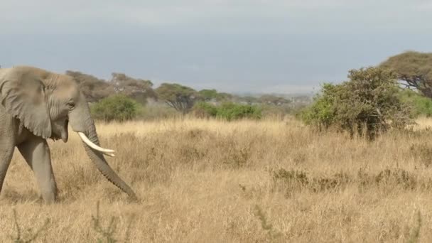 Afrikaanse Olifant Loxodonta Africana Eenzame Olifant Wandelen Amboseli National Park — Stockvideo