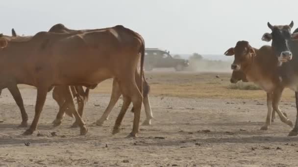 Národní Park Zebu Cows Amboseli Keňa — Stock video