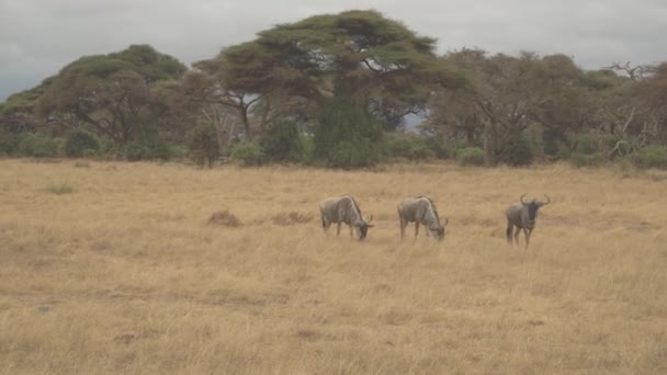 Wild Wildebeest Gnu Grazing Grassland Amboseli National Park Kenya — стокове відео