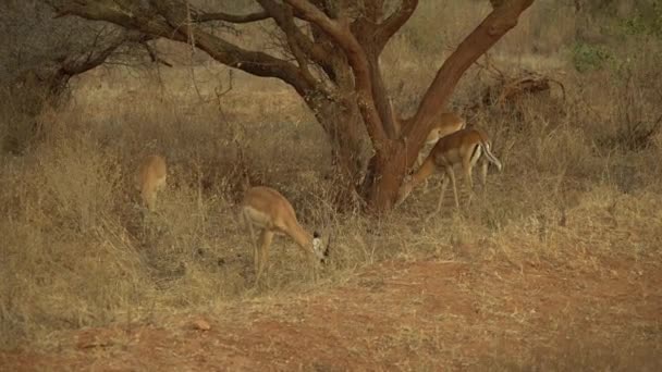Groep Van Impalas Aepyceros Melampus Walking Fields Tsavo West National — Stockvideo