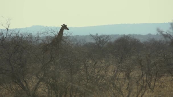 아프리카 Giraffa Camelopardalis Polokwane — 비디오