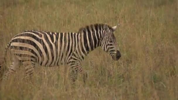 Zebras Safari 나이로 비국립 — 비디오