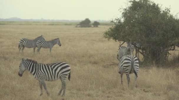 Plains Zebras Equus Burchelli Grassland Amboseli National Park Kenya — 비디오