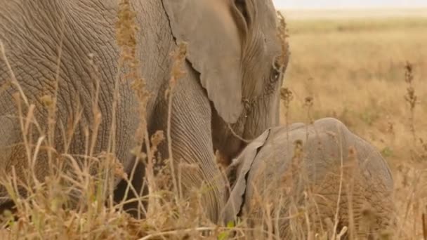 Africký Slon Loxodonta Africana Sloní Kráva Tele Národním Parku Amboseli — Stock video