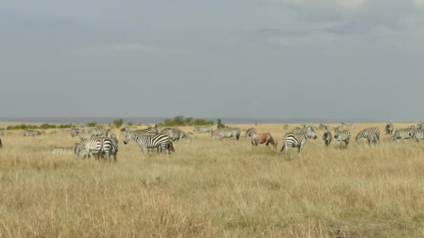 Plains Zebras Equus Burchelli Grassland Masai Mara Game Reserve Kenya — 비디오