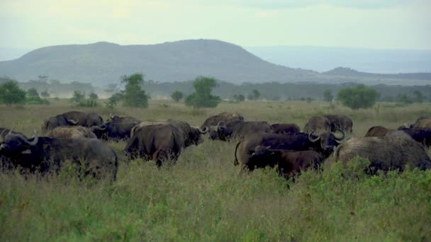 Africký Buvol Syncerus Caffer Stádo Stojící Národním Parku Nakuru Keňa — Stock video