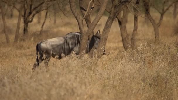 Troupeau Gnous Bleus Connochaetes Taurinus Marchant Travers Parc National Tsavo — Video