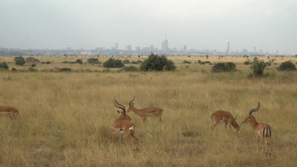 Groep Van Impalas Aepyceros Melampus Walking Fields Nairobi National Park — Stockvideo