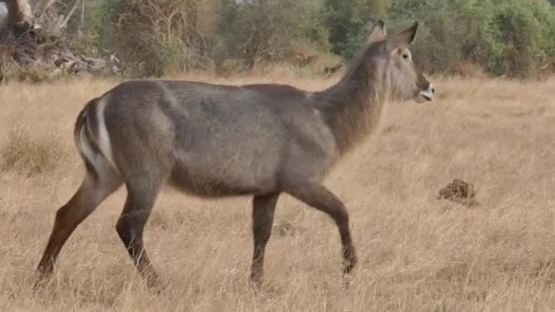 Kobus Ellipsiprymnus Nella Savana Africana Parco Nazionale Amboseli Kenya — Video Stock