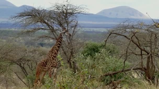 Африканская Дикая Жизнь Гирафа Giraffa Camelopardalis Национальный Парк Цаво Уэст — стоковое видео
