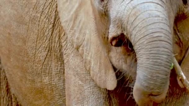 Africký Slon Loxodonta Africana Zblízka — Stock video