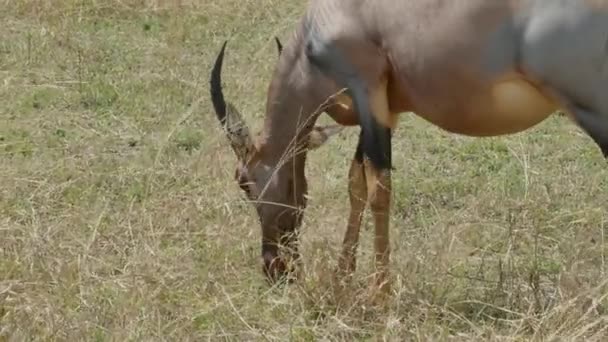 Topi Antilop Damaliscus Lunatus Beim Essen Masai Mara Wildreservat Kenia — Stockvideo