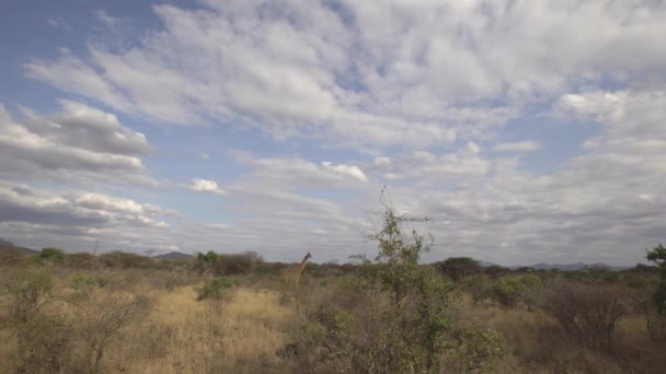 Żyrafa Giraffa Camelopardalis Park Narodowy Tsavo West Kenia — Wideo stockowe