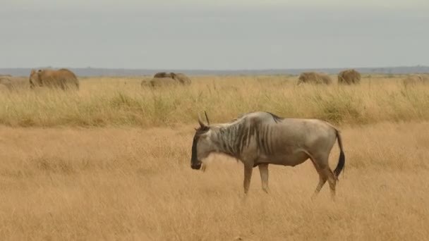 Blue Wildebeest Connochaetes Taurinus Стад Ходьбі Національний Парк Амбоселі Кенія — стокове відео