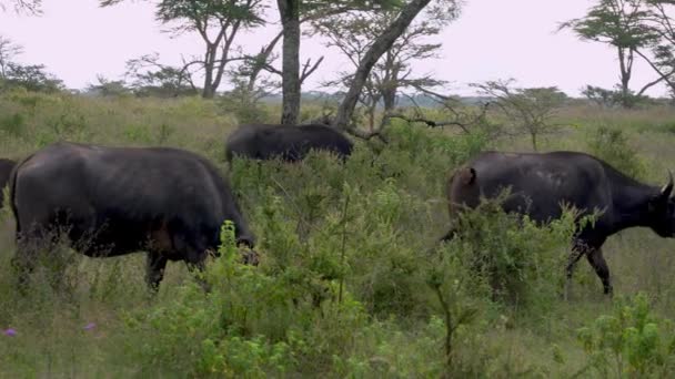 Afrikai Bölény Syncerus Caffer Csorda Álló Nakuru Nemzeti Park Kenya — Stock videók