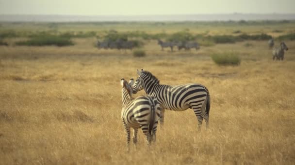 Plains Zebra Safari Amboseli Ulusal Parkı Kenya — Stok video
