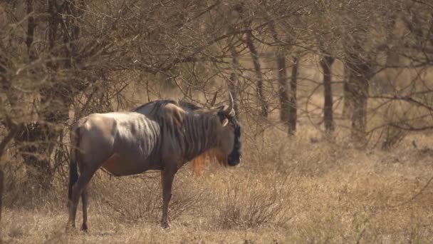 Park Narodowy Tsavo Kenia Dzikie Dzikie Dzikie Dzikie Dzikie Dzikie — Wideo stockowe