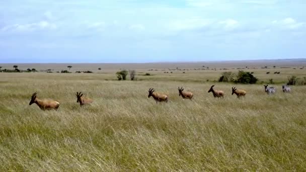Topi Pesisir Damaliscus Lunatus Plains Zebras Masai Mara Game Reserve — Stok Video