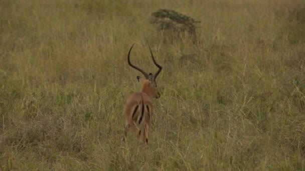 Impala Aepyceros Melampus Walking Fields Národní Park Nairobi Keňa — Stock video