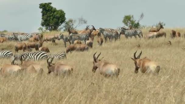 Topi Antelope Herd Walking Masai Mara Game Reserve Kenia — Wideo stockowe