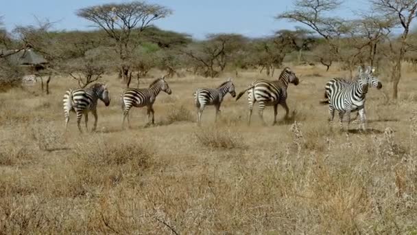 Pianure Zebras Safari Parco Nazionale Tsavo West Kenya — Video Stock