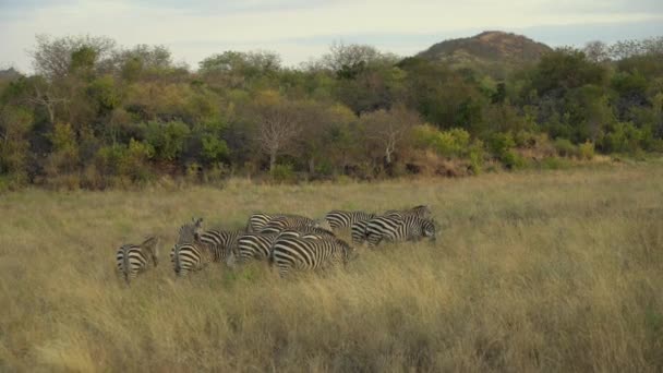 Cebras Llanuras Equus Burchelli Paseando Por Pastizales Parque Nacional Tsavo — Vídeo de stock