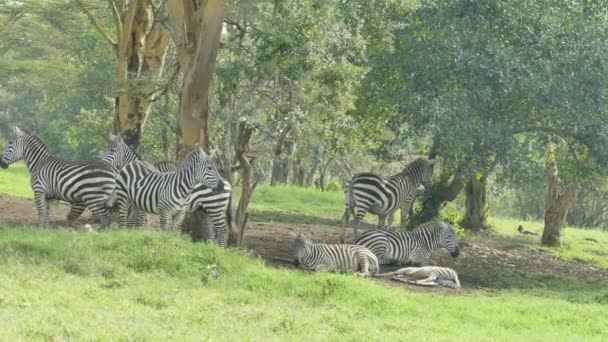 Zebra Dalı Nakuru Gölü Ulusal Parkı Kenya — Stok video