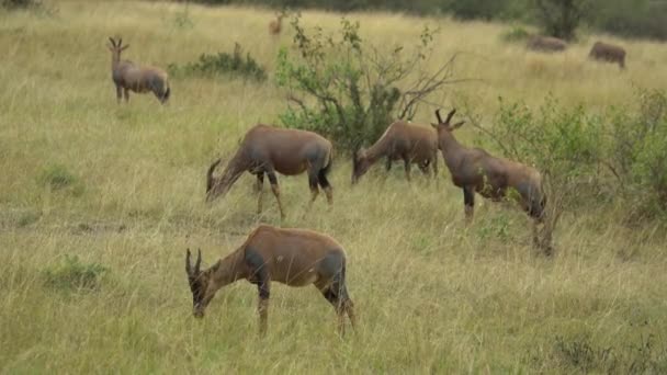 Topi Antilop Damaliscus Lunatus Comer Masai Mara Reserva Caza Kenia — Vídeos de Stock