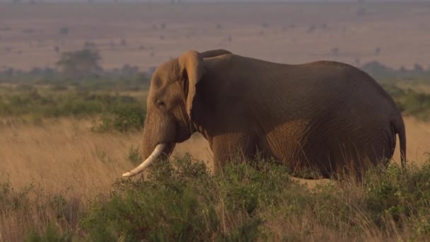 Afričtí Sloni Amboseli Travnaté Oblasti Keni — Stock video