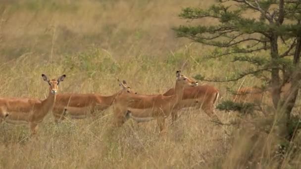Skupina Impalas Aepyceros Melampus Walking Fields Národní Park Nairobi Keňa — Stock video
