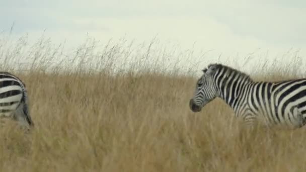 Plains Zebra Safari Masai Mara Oyun Rezervi Kenya — Stok video