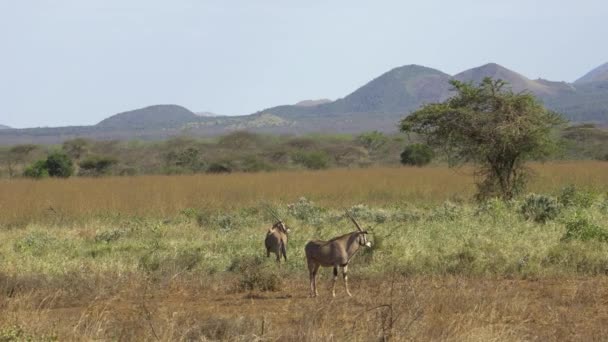 Gemsbok Antelopes Oryx Gazella Národní Park Tsavo West Keňa — Stock video