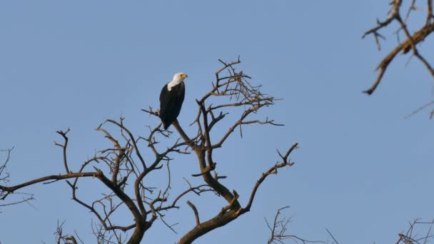 Águila Pescadora Africana Haliaeetus Vocifer Grandes Especies Águila Blanca Marrón — Vídeo de stock