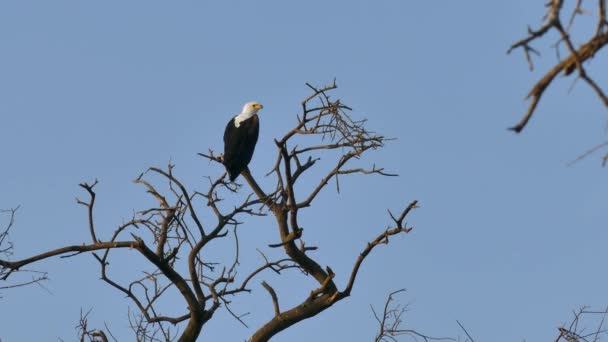 African Fish Eagle Haliaeetus Vocifer Μεγάλα Είδη Λευκού Και Καφέ — Αρχείο Βίντεο