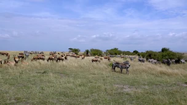 Topi Costeiro Damaliscus Lunatus Plains Zebras Masai Mara Game Reserve — Vídeo de Stock