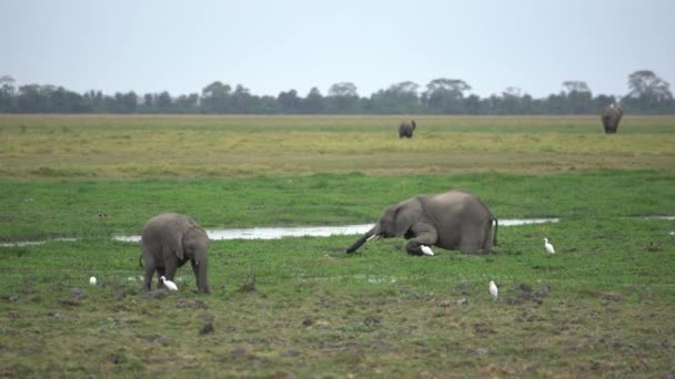 Africký Slon Loxodonta Koupele Krmení Afrických Slonech Národní Park Amboseli — Stock video