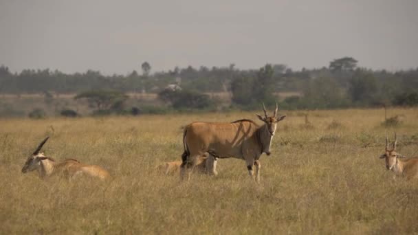 Eland Antelope Taurotragus Oryx Nationaal Park Nairobi Kenia — Stockvideo