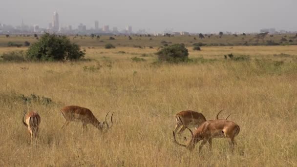 Group Impalas Aepyceros Melampus Walking Fields Nairobi National Park Kenya — стокове відео