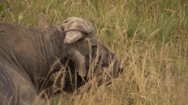 Bawoły Afrykańskie Lub Przylądek Buffalo Syncerus Caffer Close Park Narodowy — Wideo stockowe