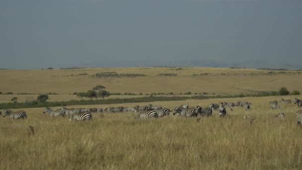 Zebras Safari Masai Mara Game Reserve Kenya — 비디오