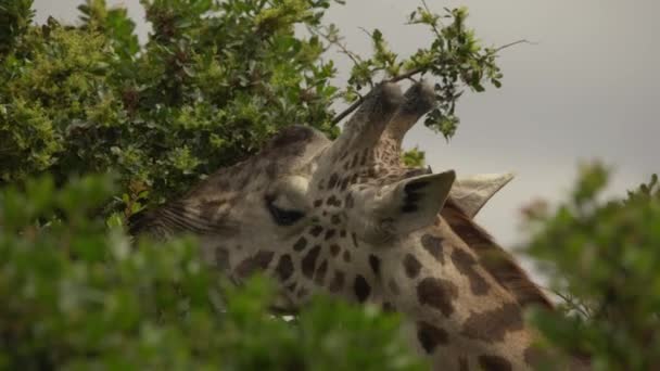 长颈鹿在肯尼亚内罗毕国家公园就餐 — 图库视频影像