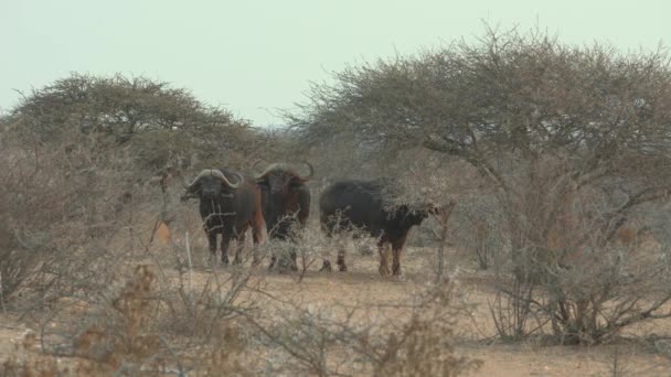 Buffalo Bulls Gazing Savanna Africa — Stock Video