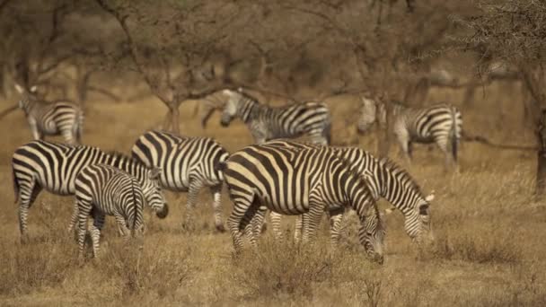 Ovalar Zebralar Equus Burchelli Çayırlıkta Tsavo Batı Ulusal Parkı Kenya — Stok video
