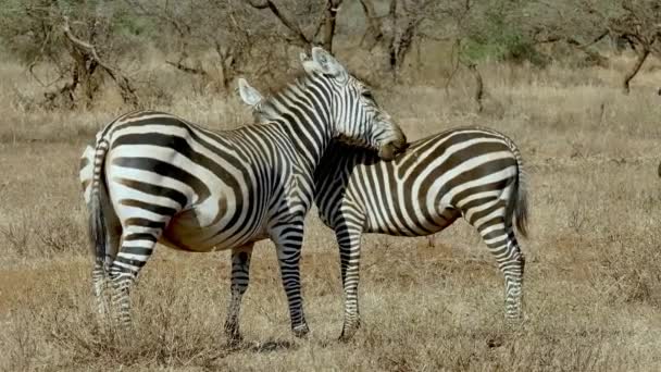 Zebra Ovası Tsavo Batı Ulusal Parkı Kenya — Stok video