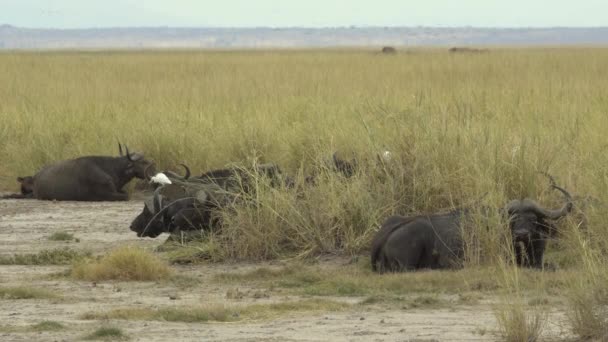 Buffalo Bulls Gazing Savanna Africa Amboseli National Park Kenia — Stockvideo