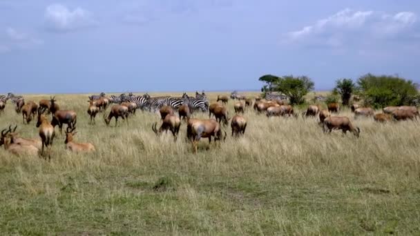 Kusttopi Damaliscus Lunatus Och Slätter Zebras Masai Mara Game Reserve — Stockvideo