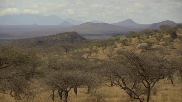 Savana Arborizada Tsavo West Quénia — Vídeo de Stock