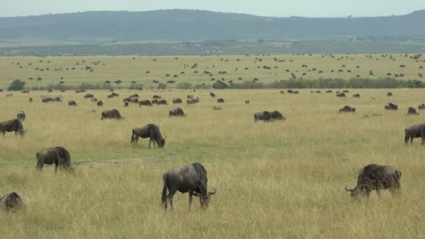 Olíva Pávián Papio Anubis Nakuru Nemzeti Park Kenya — Stock videók