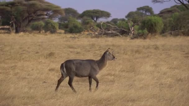Kobus Ellipsiprymnus Afrikaanse Savanne Nationaal Park Amboseli Kenia — Stockvideo